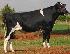 Raca: holandes preto e branco (leite) rgd: hbb/a -